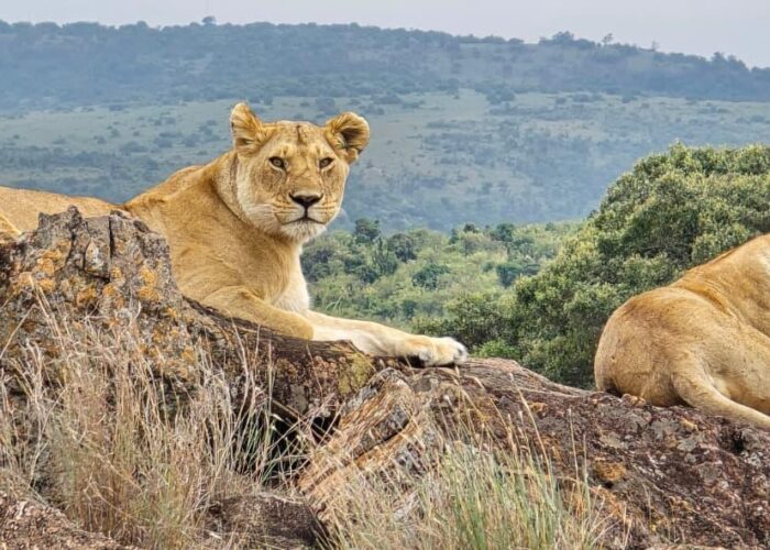 3 day Masai Mara safari from Nairobi