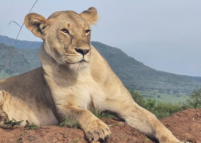 4 days Masai Mara safari